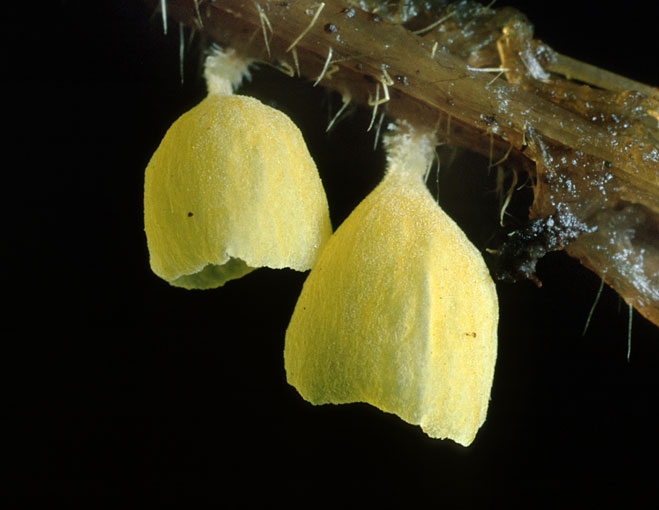 CalyptellaCampanula.jpg