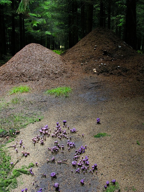 LaccariaAmethystea.jpg