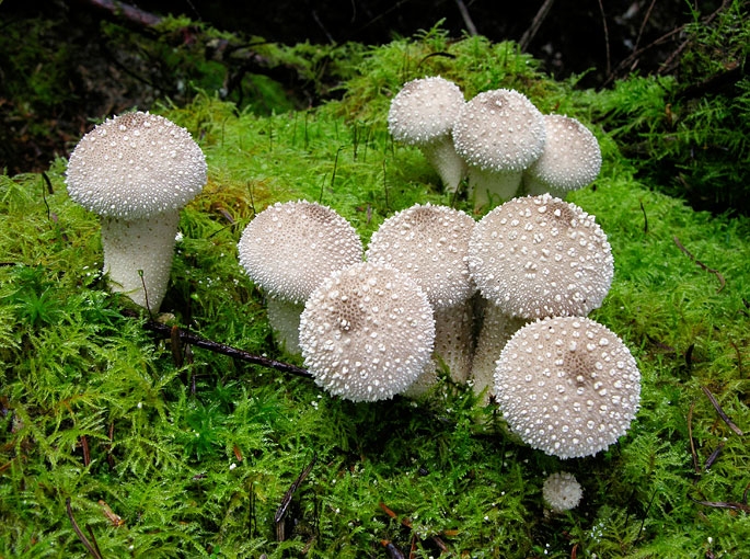 LycoperdonPerlatum.jpg