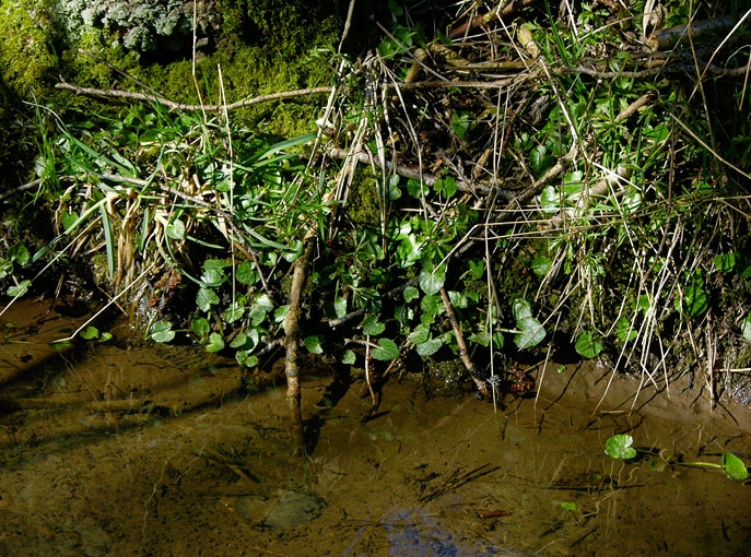 Creek&Branches03.jpg