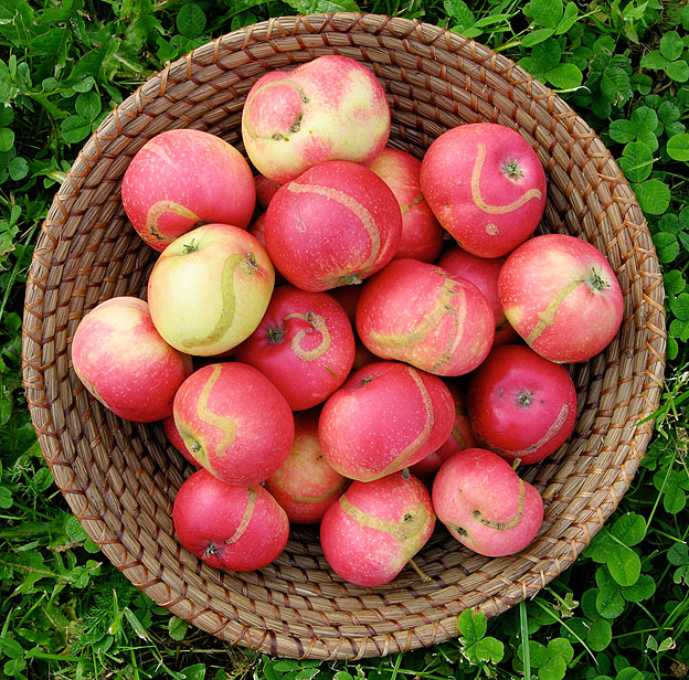 æblebladhveps